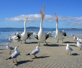 นกนางนวลและ Beggars Pelicans วอลล์เปเปอร์สัตว์นก