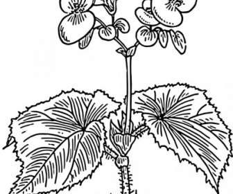 Begonia Clip Nghệ Thuật