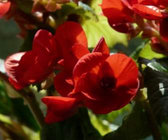 Begonia Schiefblatt Pochylać Roślin Arkusz