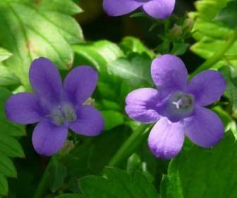 Bellflower Flower Blue
