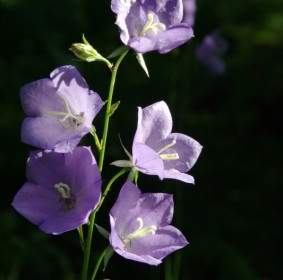 Glockenblume Blume Natur
