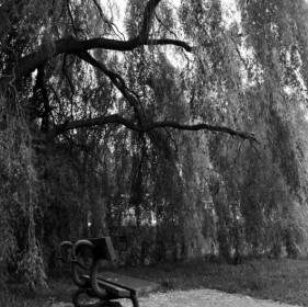 Bench And Tree