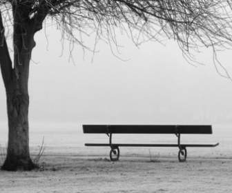 Bench In A Misty Park