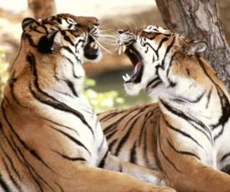Tigres De Bengala Papel De Parede Animais De Tigres