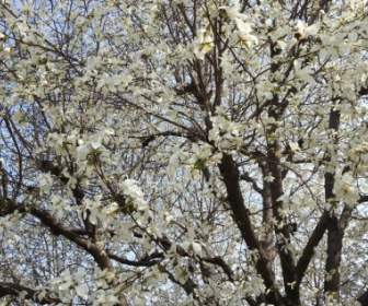 Beoc древесины весна дерево, цветы
