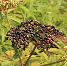 Berries Black Danewort