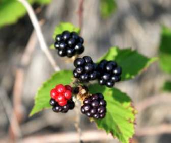 Berry Màu đen Blackberry