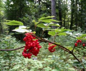 Hutan Berry Merah