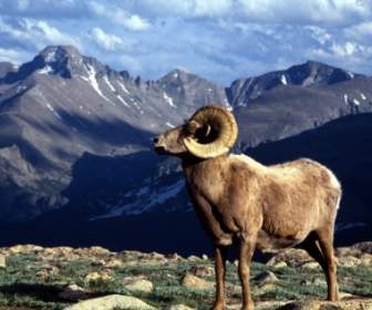 Bighorn Ram Colorado Tapete Colorado Welt