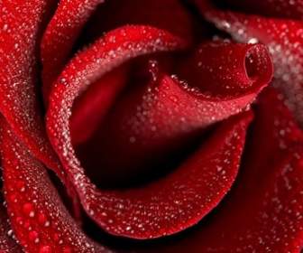 大红色玫瑰花特写图片