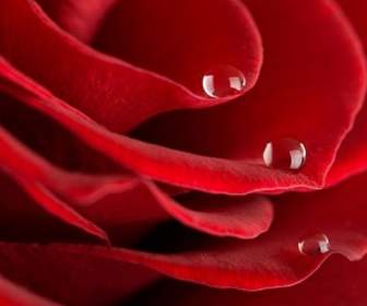 Mawar Merah Besar Closeup Gambar