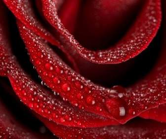 Mawar Merah Besar Closeup Gambar