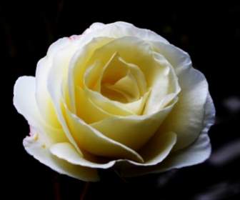 Grandes Roses Blanches