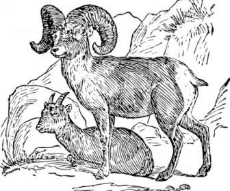 Owiec Bighorn Clipart