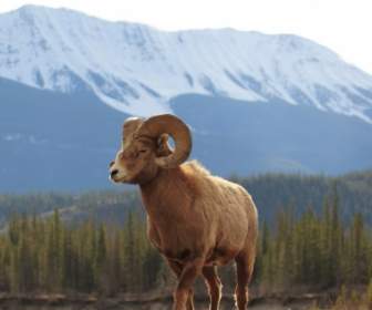 Owiec Bighorn Tapety Inne Zwierzęta