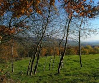 Forêt D'automne Bouleau