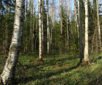 Musim Semi Hutan Birch