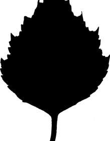 صورة ظلية نبات البتولا