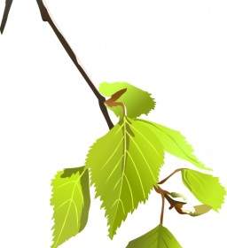 Birke Blätter
