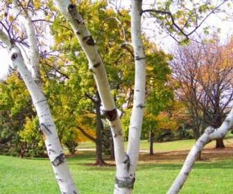 Birch Tree And Other Trees