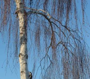 Birch Tree Alam