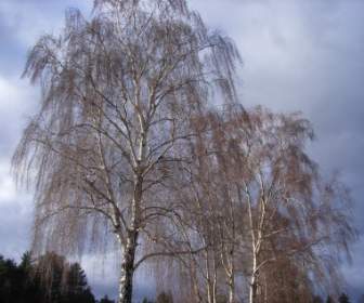 Birch Pohon Musim Semi