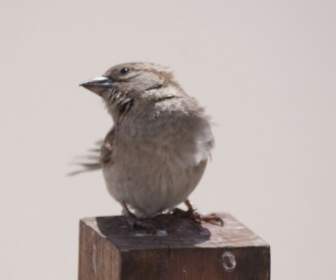 Bird Animal Sparrow