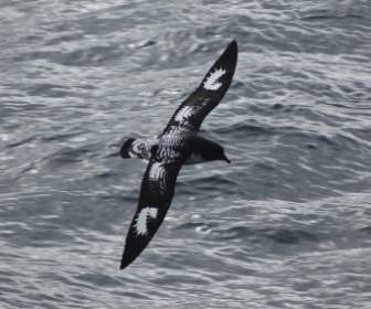 Mare Di Uccello Cape Petrel