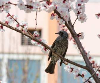 Bird Cherry Blossoms