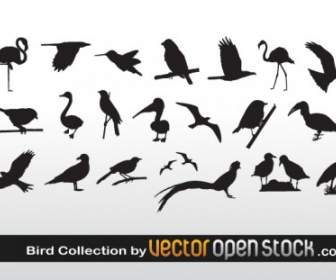 Burung Koleksi