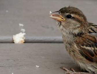 Sparrow Burung Abu-abu