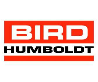 Oiseaux De Humboldt