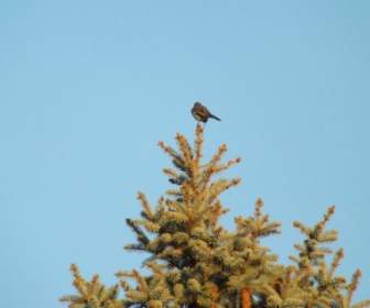 Bird On A Tree Top