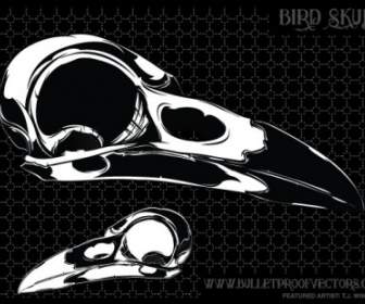 鳥の頭蓋骨