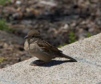Bird Sparrow Close