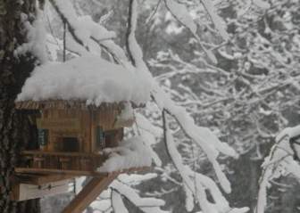 Birdhouse في الثلج
