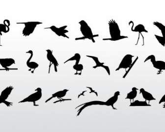 Vögel-Sammlung