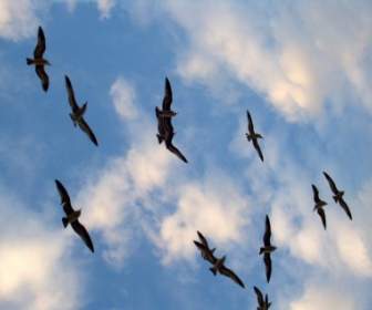 Uccelli Che Volano A Sagoma