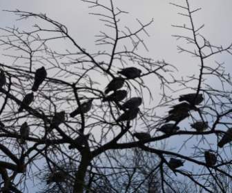 Vögel In Einem Baum