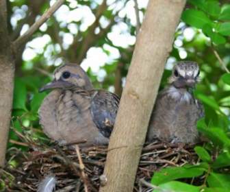 birds nest animal