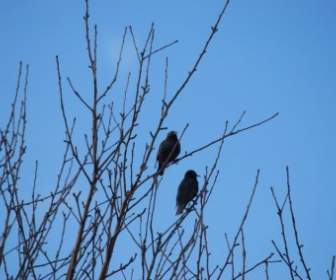 Vögel Auf Einem Baum