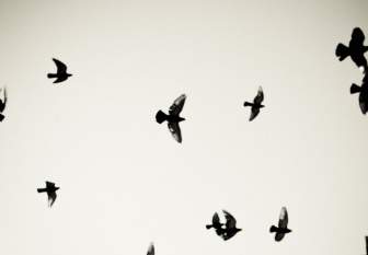 Pigeons Oiseaux Volants