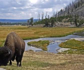 bison graze animal
