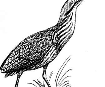 Image Clipart Oiseau Butor