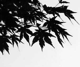 Schwarz Amp Weiß Des Blätter-Zweiges