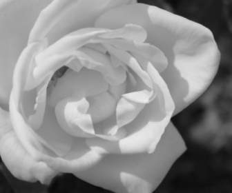 黑色和白色的玫瑰