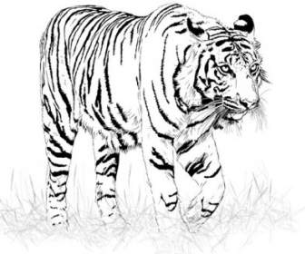 Black And White Tiger Vector