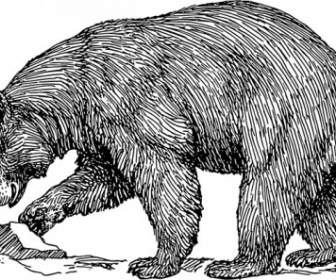 Urso-negro-clip-art