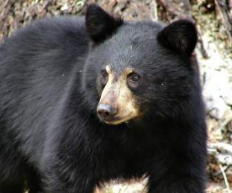 Mammifère De L'ours Noir