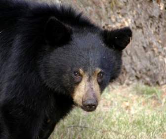 Schwarzer Bär-Tiere-Tier